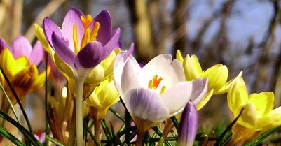 КООРДИНАЦІЙНИЙ ПЛАН виховної роботи на період весняних канікул з 26.03.2018 по 01.04.2018 року